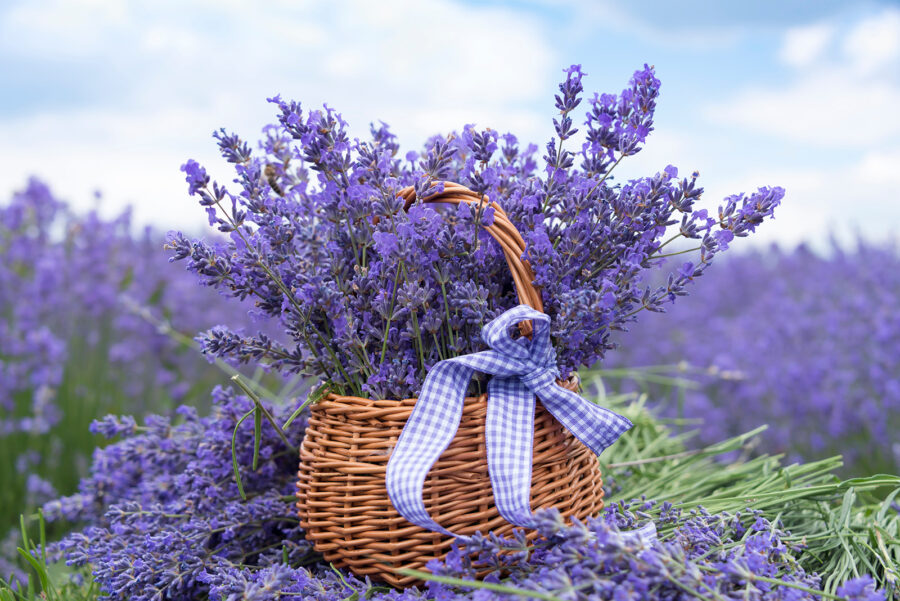 Panier de fleurs violettes