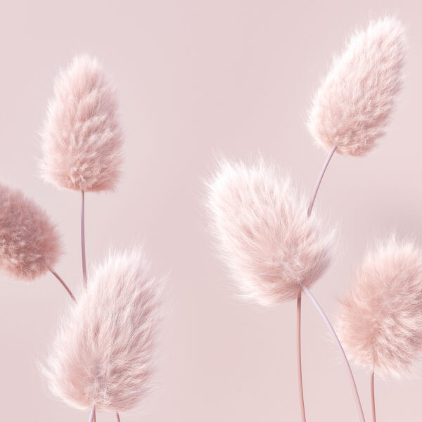 Un groupe de fleurs roses duveteuses Un groupe de fleurs roses duveteuses