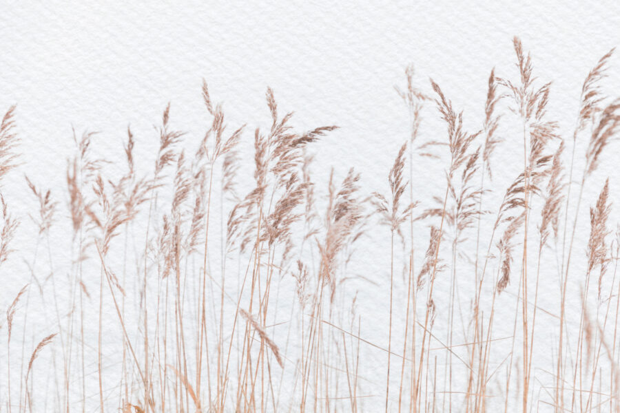 Des herbes délicates sur une toile de fond douce