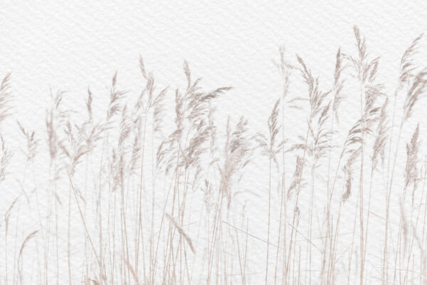 Les herbes douces se balancent dans la brise calme. Les herbes douces se balancent dans la brise calme.