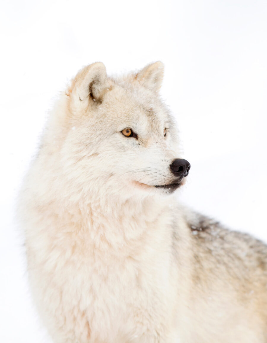 Papier peint Un loup blanc dans la neige – Image 6