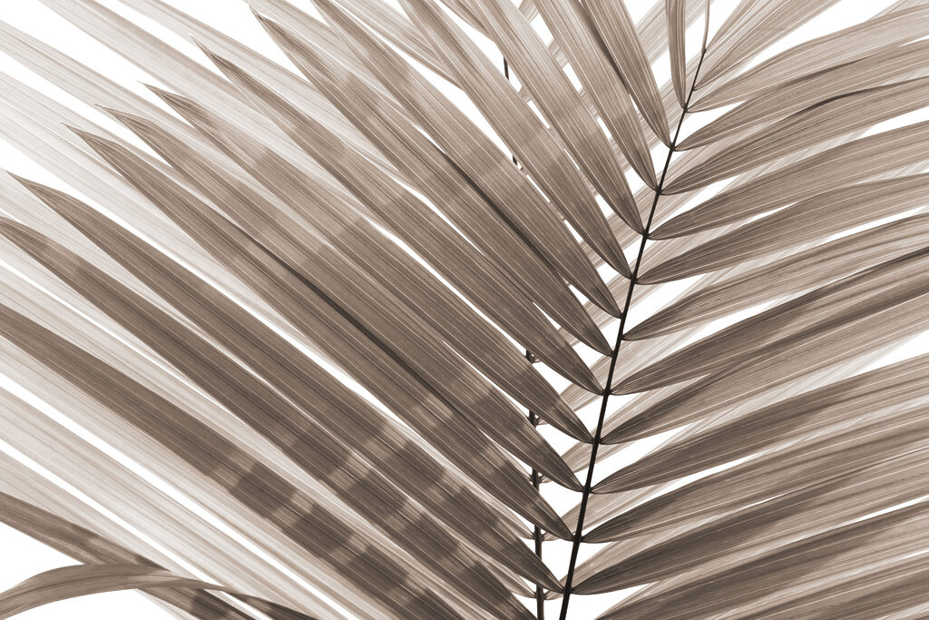 Feuilles de palmier élégantes dans des tons doux. Feuilles de palmier élégantes dans des tons doux.