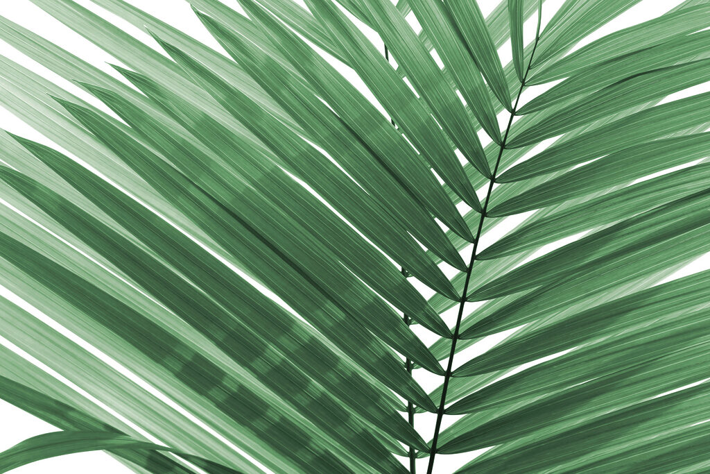 Feuilles de palmier vertes et luxuriantes sur fond blanc. Feuilles de palmier vertes et luxuriantes sur fond blanc.