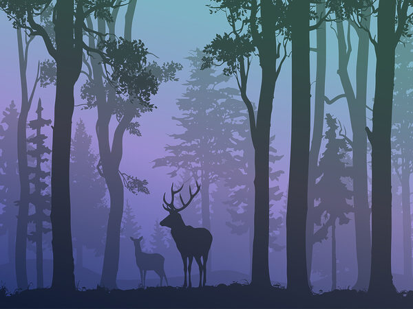 Un couple de cerfs dans une forêt Un couple de cerfs dans une forêt