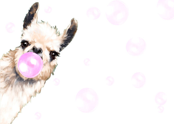 Un lama soufflant une bulle Un lama soufflant une bulle