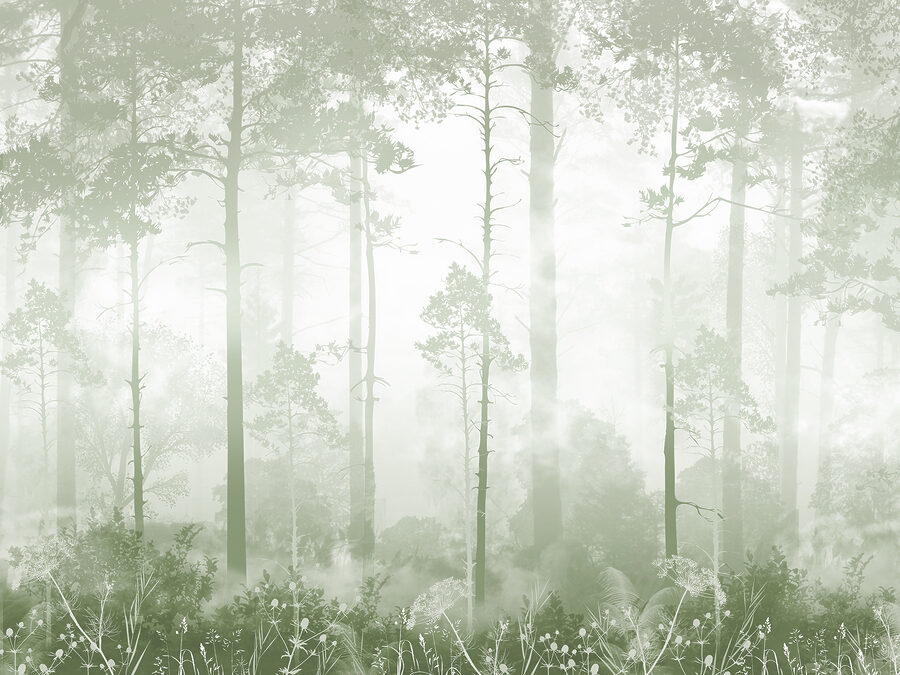 Une forêt brumeuse avec de grands arbres