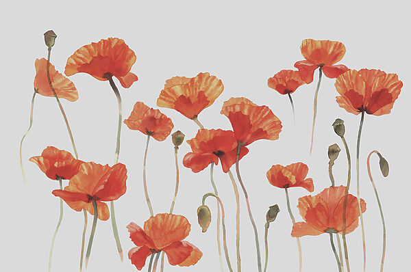 Un groupe de fleurs orange Un groupe de fleurs orange