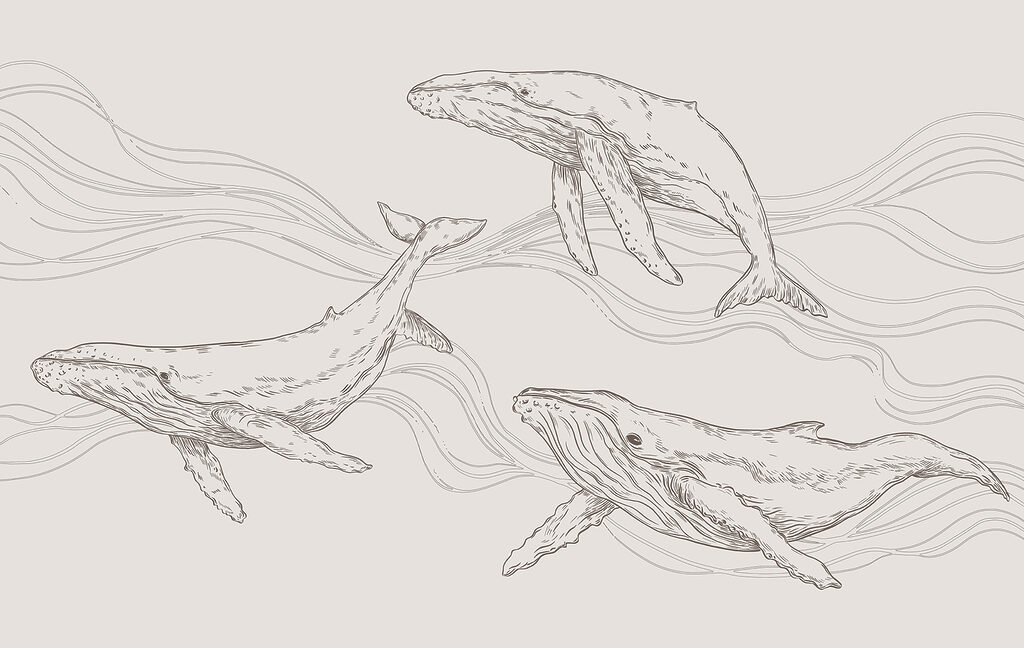 Un groupe de baleines nageant dans l'eau Un groupe de baleines nageant dans l'eau