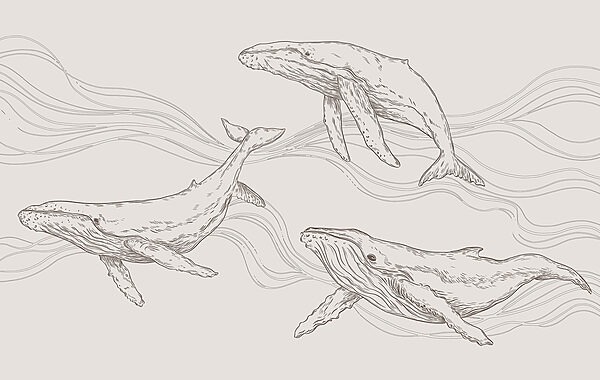 Un groupe de baleines nageant dans l'eau Un groupe de baleines nageant dans l'eau