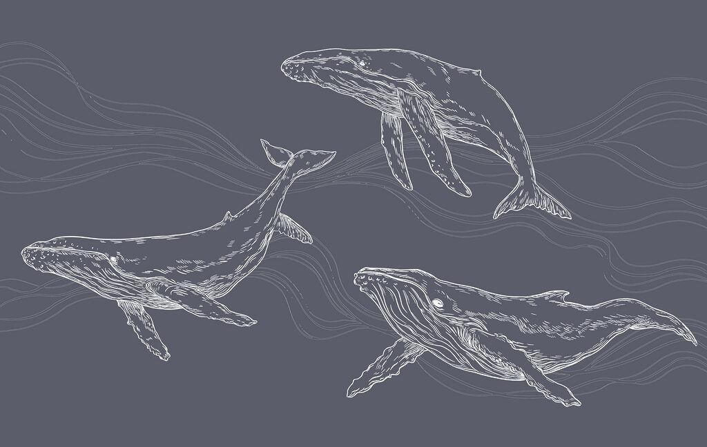 Un groupe de baleines en train de nager Un groupe de baleines en train de nager