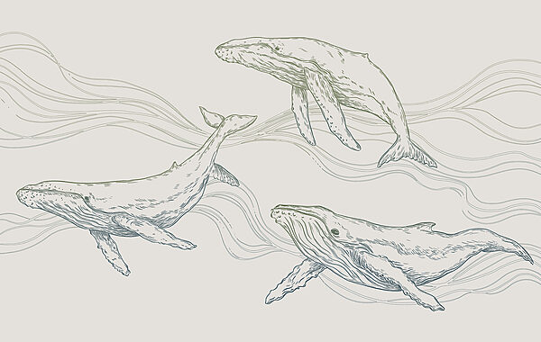 Un groupe de baleines nageant dans l'eau Un groupe de baleines nageant dans l'eau