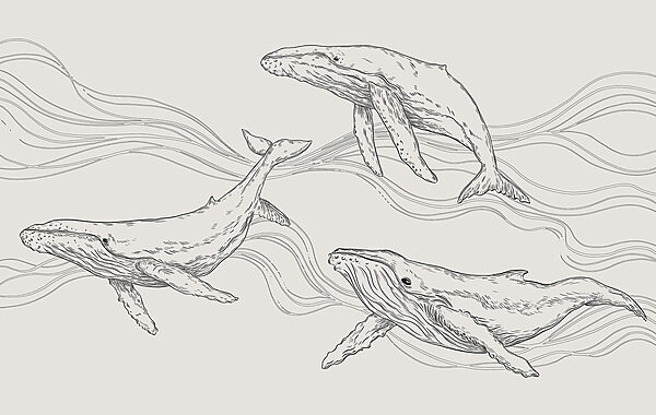 Un groupe de baleines nageant dans l'eau Un groupe de baleines nageant dans l'eau