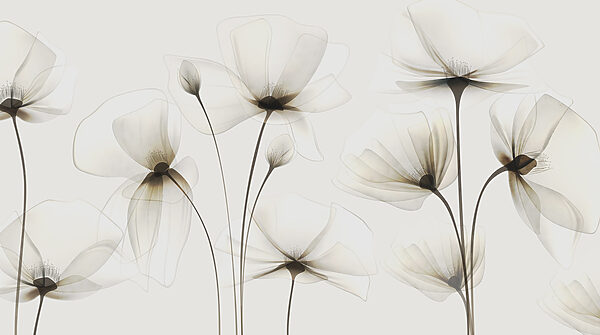 Fleurs transparentes sur fond blanc Fleurs transparentes sur fond blanc