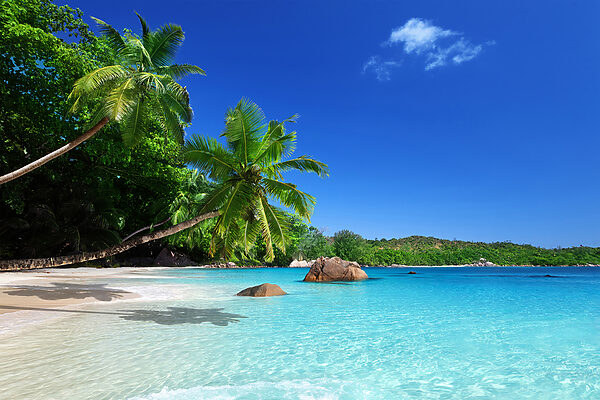 Une plage avec des palmiers et de l'eau bleue Une plage avec des palmiers et de l'eau bleue