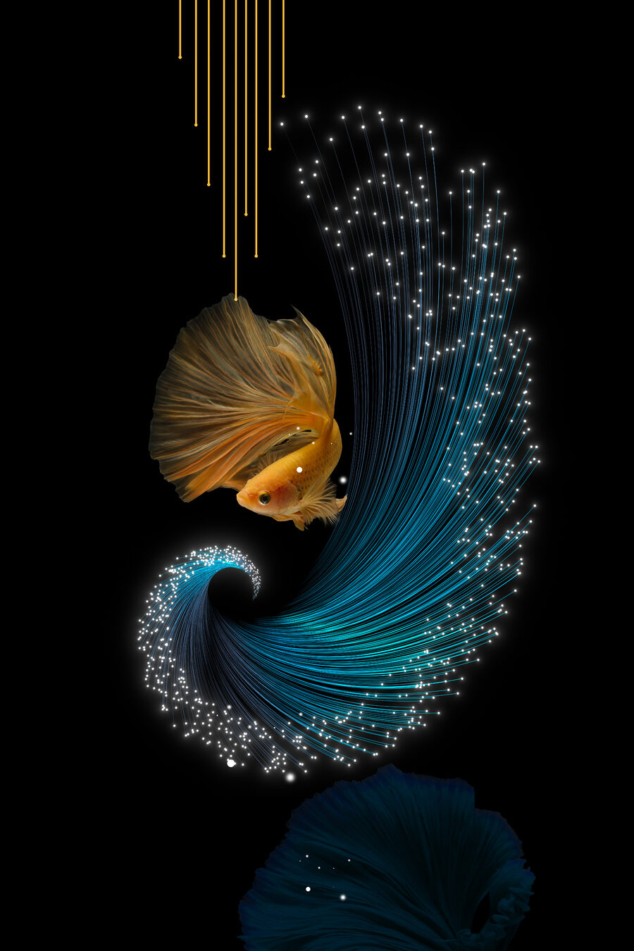 Poisson Betta paré d'une lumière chatoyante