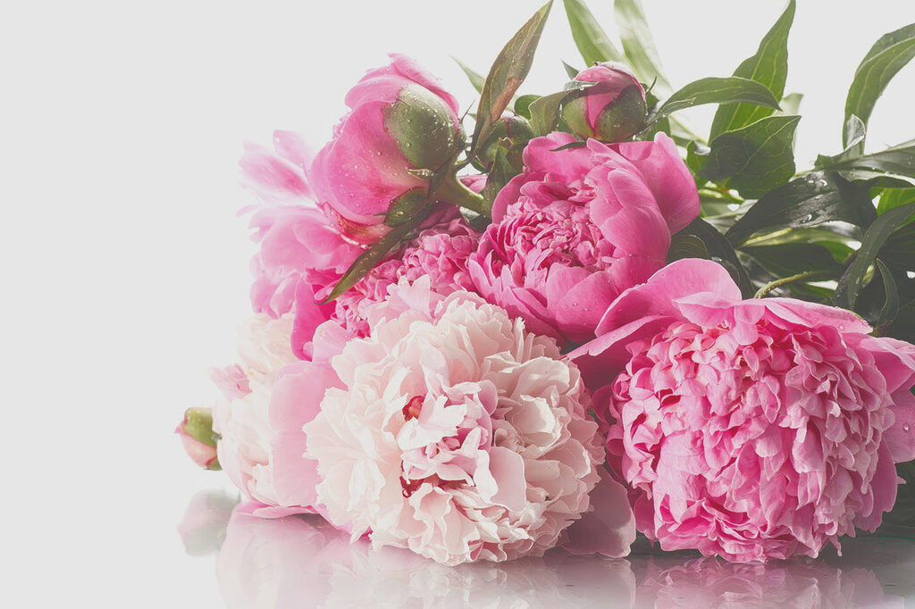 A bunch of pink and white flowers
