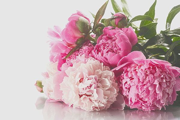 A bunch of pink and white flowers