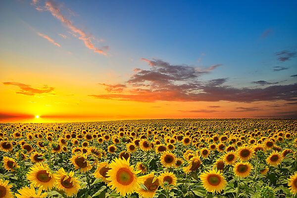 Champ de tournesols au coucher du soleil Champ de tournesols au coucher du soleil