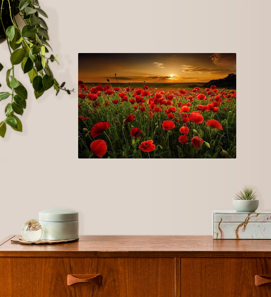 A field of red flowers