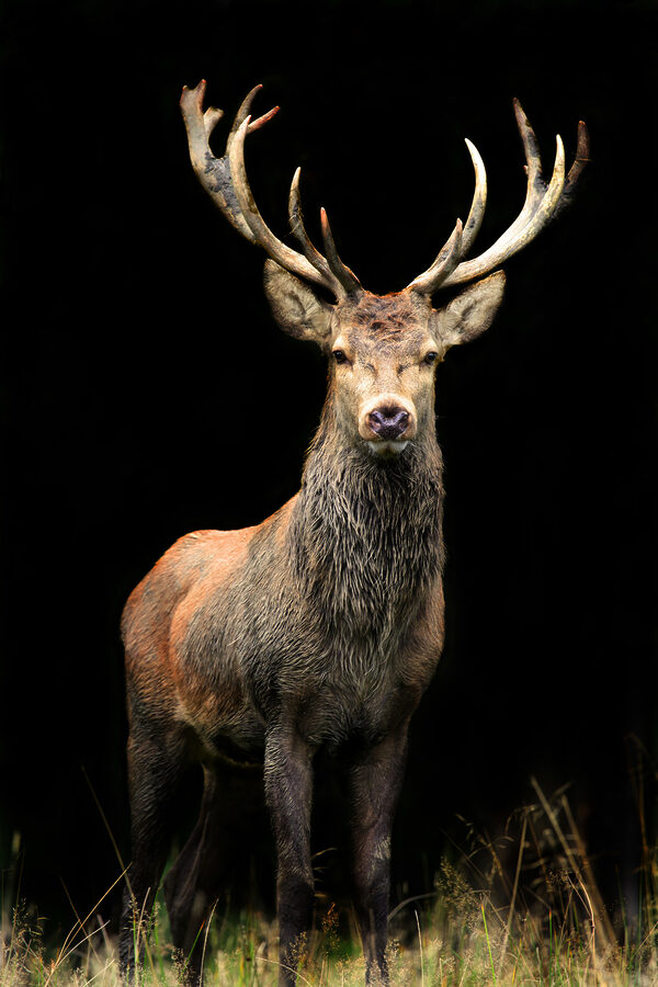 Un cerf avec des bois dans l'obscurité Un cerf avec des bois dans l'obscurité