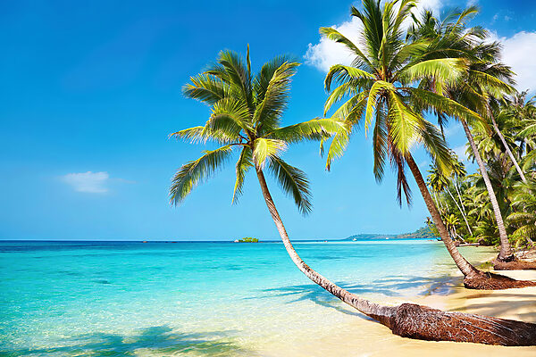 Palmiers sur une plage Palmiers sur une plage
