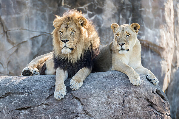 Un couple de lions couché sur un rocher Un couple de lions couché sur un rocher