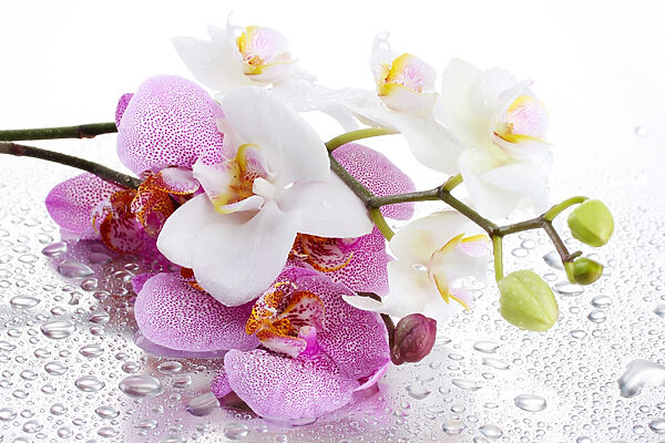 Gros plan sur les fleurs Gros plan sur les fleurs