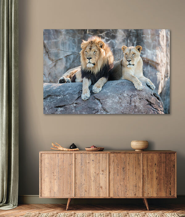 Un couple de lions couché sur un rocher Un couple de lions couché sur un rocher