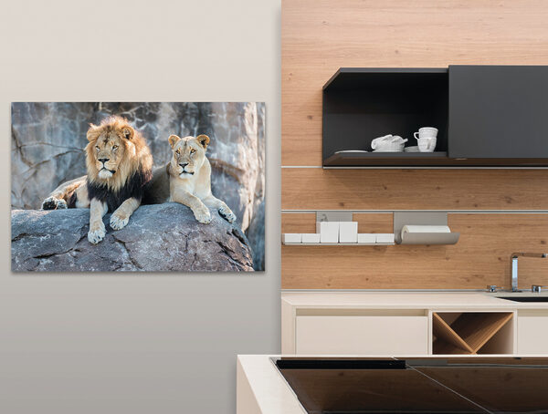Un couple de lions couché sur un rocher Un couple de lions couché sur un rocher