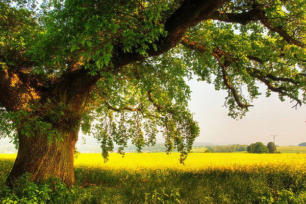 A tree in a field A tree in a field