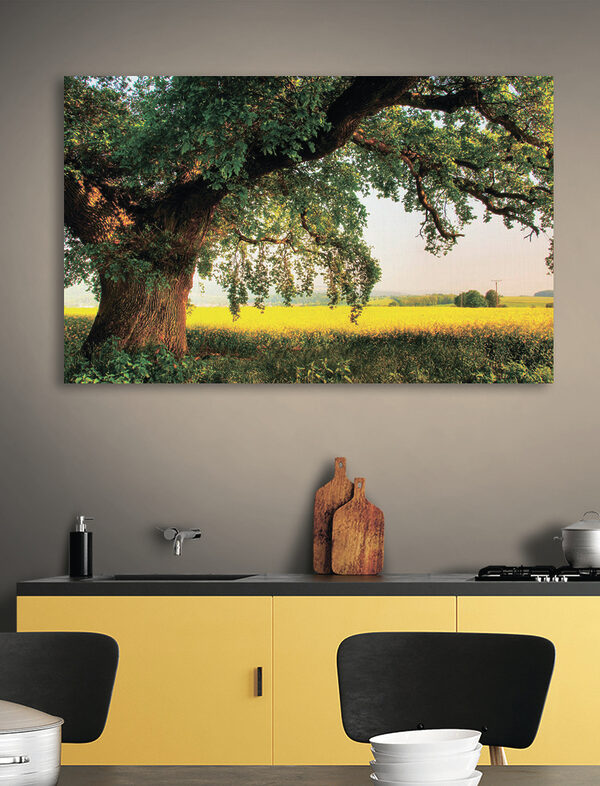 A tree in a field A tree in a field