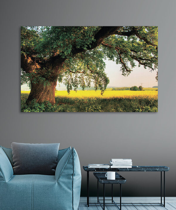 A tree in a field A tree in a field