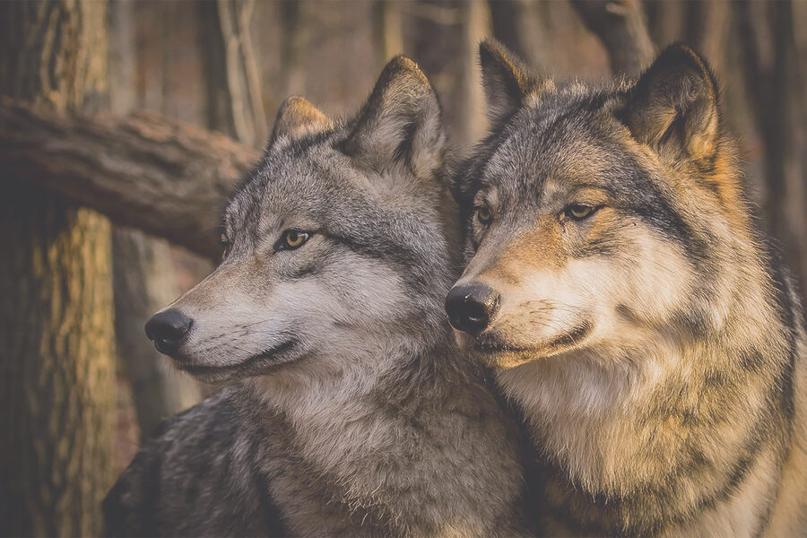 Un couple de loups dans les bois