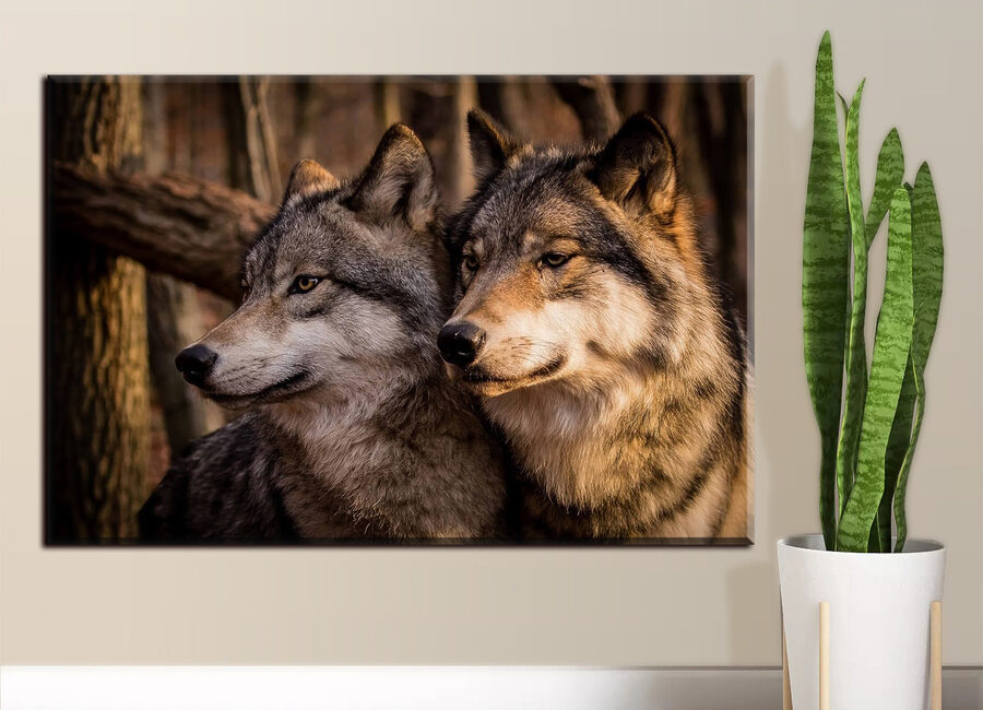 Un couple de loups dans les bois