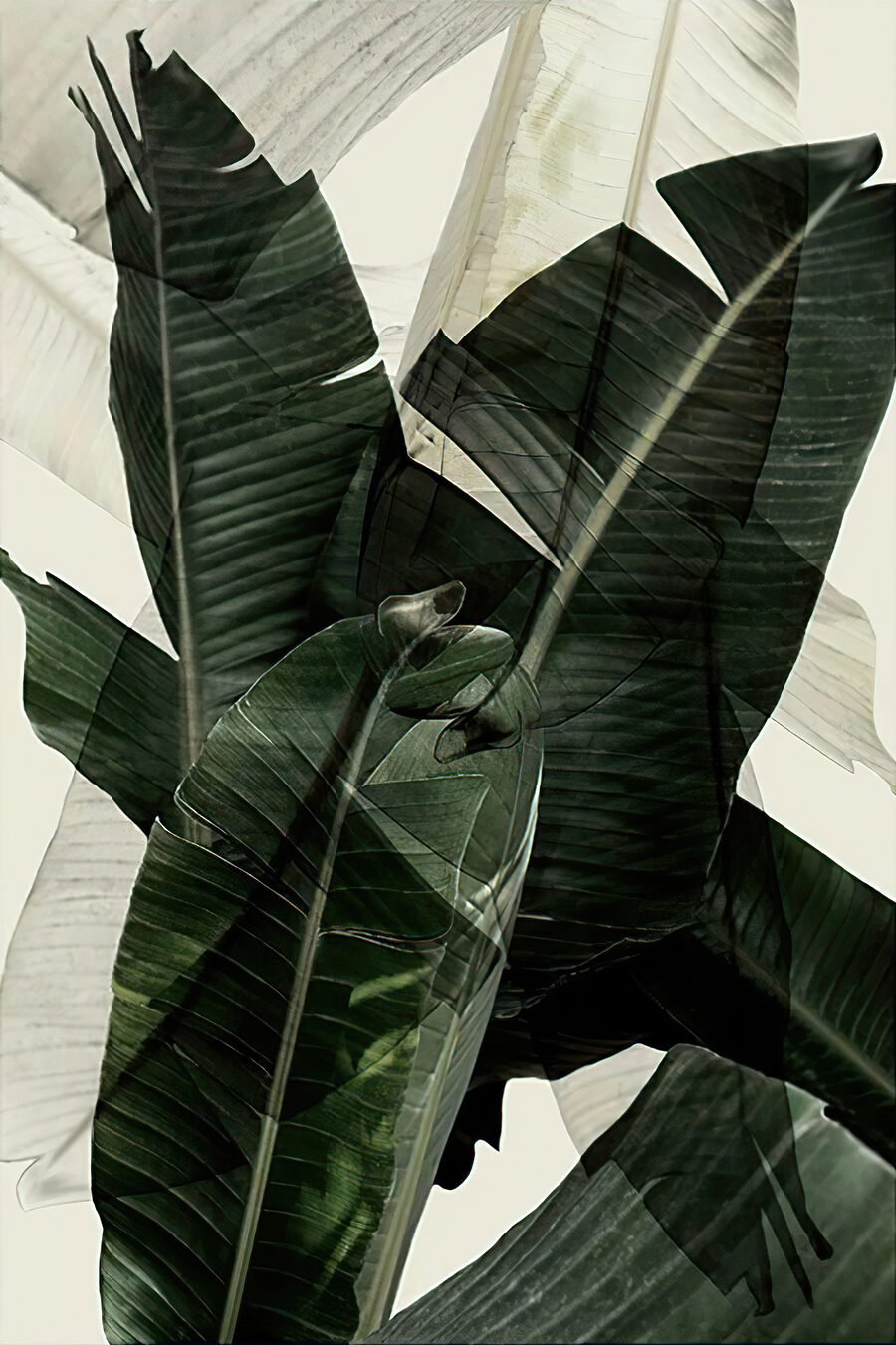 Gros plan sur une plante Gros plan sur une plante