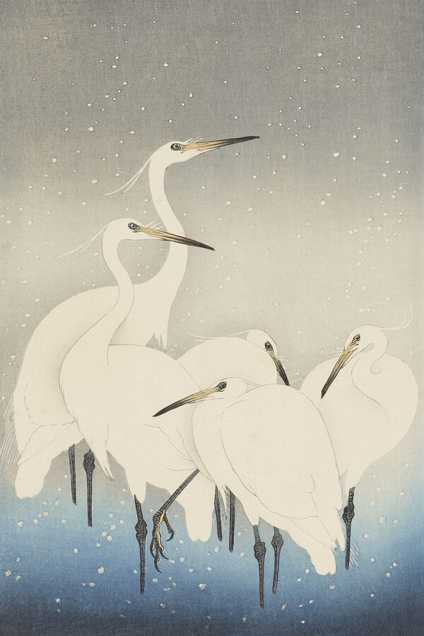 Un groupe d'oiseaux blancs au long bec Un groupe d'oiseaux blancs au long bec