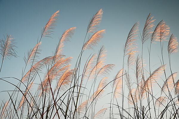 Un groupe d'herbes hautes Un groupe d'herbes hautes