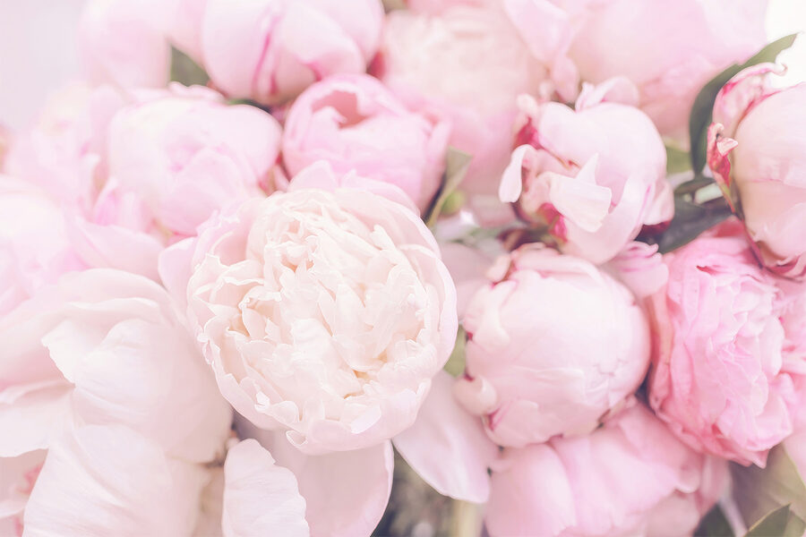 Un groupe de fleurs roses
