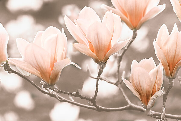 Groupe de fleurs sur une branche Groupe de fleurs sur une branche