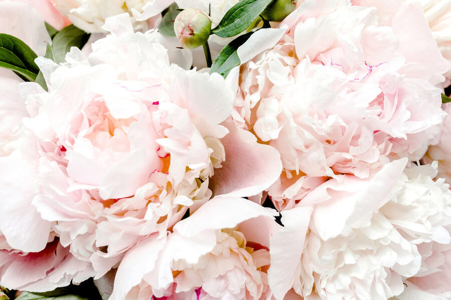 Tableaux Un groupe de fleurs roses – Image 9