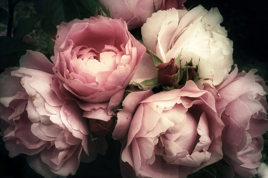 Groupe de roses roses et blanches