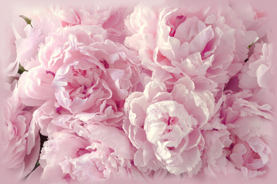 Un groupe de fleurs roses