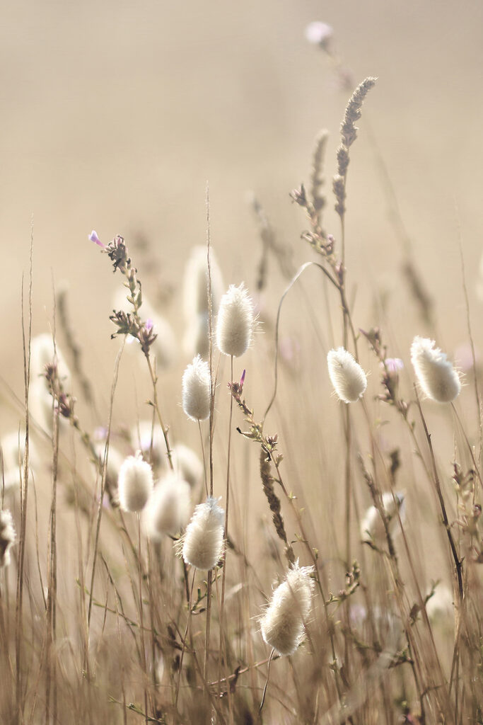 A close up of a plant A close up of a plant