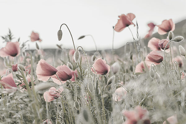 Un champ de fleurs roses Un champ de fleurs roses