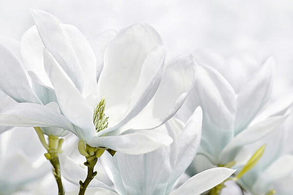 Gros plan sur des fleurs blanches Gros plan sur des fleurs blanches