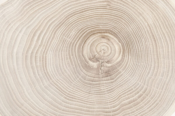 A close up of a tree trunk A close up of a tree trunk