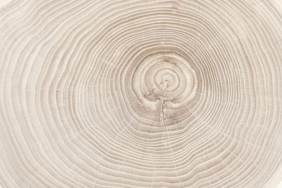 A close up of a tree trunk A close up of a tree trunk