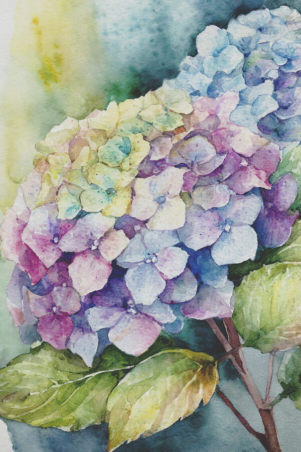 Une aquarelle d'une fleur Une aquarelle d'une fleur
