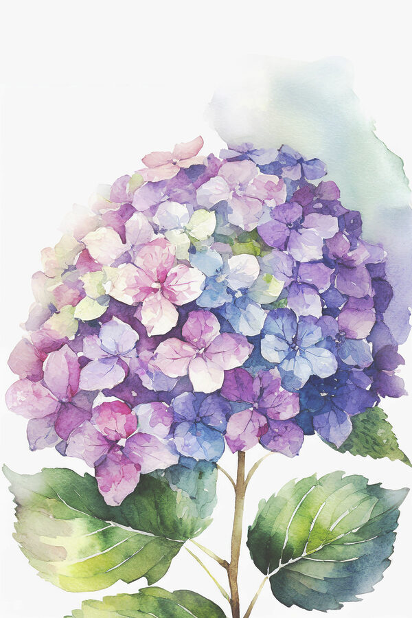 Une aquarelle d'une fleur Une aquarelle d'une fleur