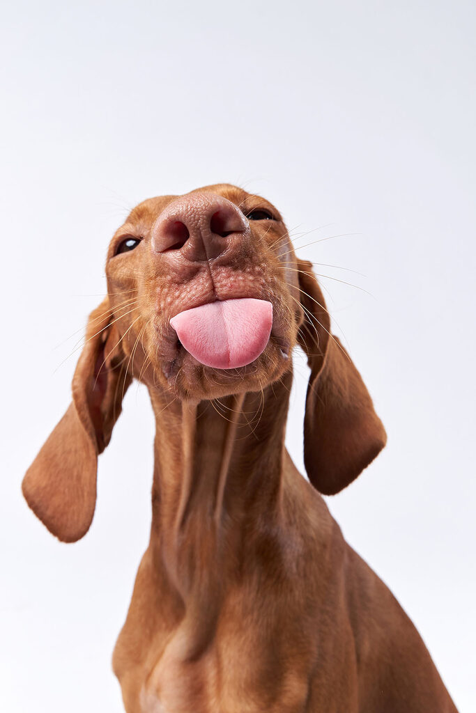 s37751p 683x1024 - Un chien qui tire la langue